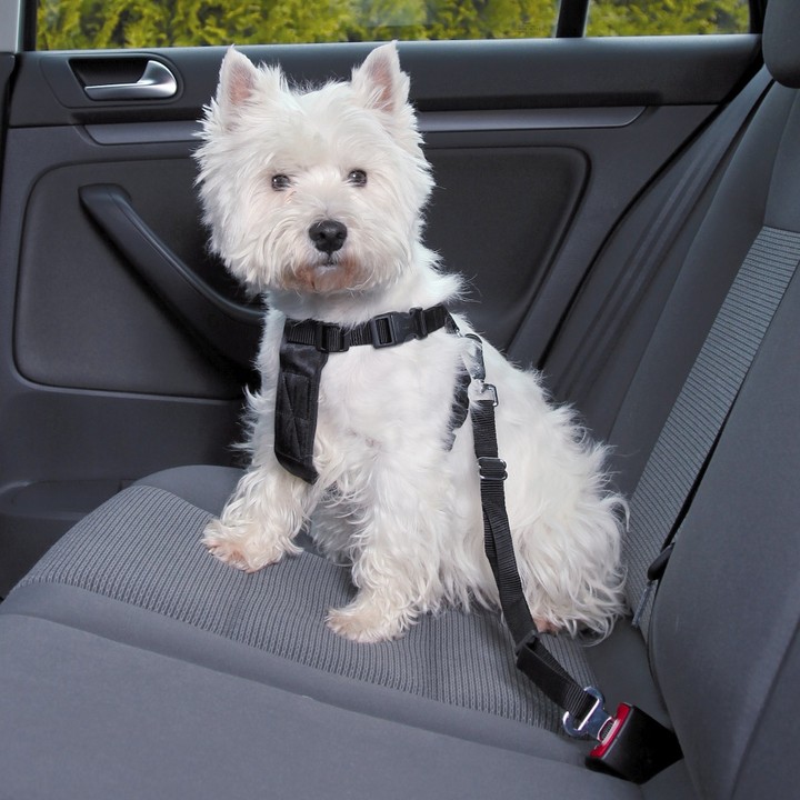 Cómo llevar al perro en el coche 🐶 Guía 2020 ...
